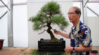 Japanese Bonsai seeds, fun and easy to grow, fast growing, an amazing gift, grow your own mini tree, organic, fast shipping