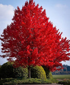 Red Maple seeds, fun and easy to grow, fast growing, an amazing gift, grow your own tree, organic, fast shipping