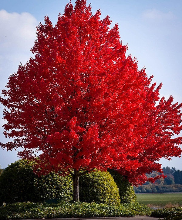 Red Maple seeds, fun and easy to grow, fast growing, an amazing gift, grow your own tree, organic, fast shipping