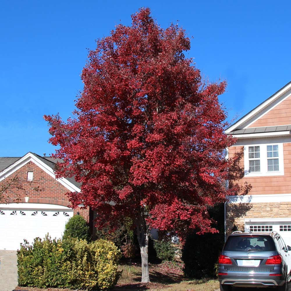Red Maple seeds, fun and easy to grow, fast growing, an amazing gift, grow your own tree, organic, fast shipping