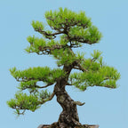 Japanese Bonsai seeds, fun and easy to grow, fast growing, an amazing gift, grow your own mini tree, organic, fast shipping