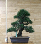 Japanese Bonsai seeds, fun and easy to grow, fast growing, an amazing gift, grow your own mini tree, organic, fast shipping