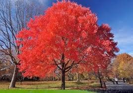 Red Maple seeds, fun and easy to grow, fast growing, an amazing gift, grow your own tree, organic, fast shipping