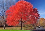 Red Maple seeds, fun and easy to grow, fast growing, an amazing gift, grow your own tree, organic, fast shipping