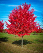Red Maple seeds, fun and easy to grow, fast growing, an amazing gift, grow your own tree, organic, fast shipping