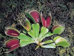Venus Fly Trap Seeds: DIY Carnivore Plant, Indoor & Outdoor Gardening, Easy Care