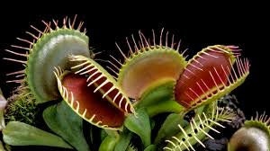 Venus Fly Trap Seeds: DIY Carnivore Plant, Indoor & Outdoor Gardening, Easy Care