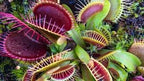 Venus Fly Trap Seeds: DIY Carnivore Plant, Indoor & Outdoor Gardening, Easy Care