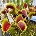 Venus Fly Trap Seeds: DIY Carnivore Plant, Indoor & Outdoor Gardening, Easy Care