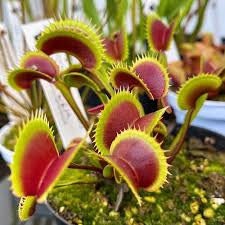 Venus Fly Trap Seeds: DIY Carnivore Plant, Indoor & Outdoor Gardening, Easy Care