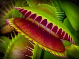 Venus Fly Trap Seeds: DIY Carnivore Plant, Indoor & Outdoor Gardening, Easy Care