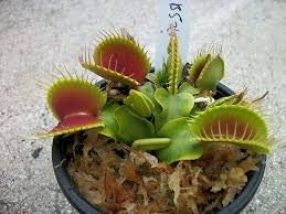 Venus Fly Trap Seeds: DIY Carnivore Plant, Indoor & Outdoor Gardening, Easy Care