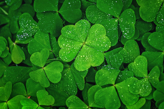 Lucky Irish Clover seeds, best gift for him her, Ireland home decor birthday present, house plant teacher gifts graduation St Patricks Day