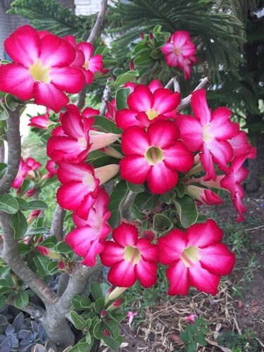bonsai tree desert rose Pink Desert Rose Bonsai Tree Seeds – Helen's Greenhouse