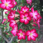 Pink Desert Rose Bonsai Tree seeds, home decor best gift for him her mom dad teacher Flowering house plants DIY organic gardening succulent