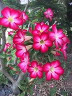 Pink Desert Rose Bonsai Tree seeds, home decor best gift for him her mom dad teacher Flowering house plants DIY organic gardening succulent