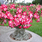 Pink Desert Rose Bonsai Tree seeds, home decor best gift for him her mom dad teacher Flowering house plants DIY organic gardening succulent