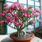 Pink Desert Rose Bonsai Tree seeds, home decor best gift for him her mom dad teacher Flowering house plants DIY organic gardening succulent