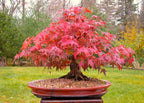Red Bonsai seeds, fun and easy to grow, fast growing, an amazing gift, grow your own mini tree, organic, fast shipping,
