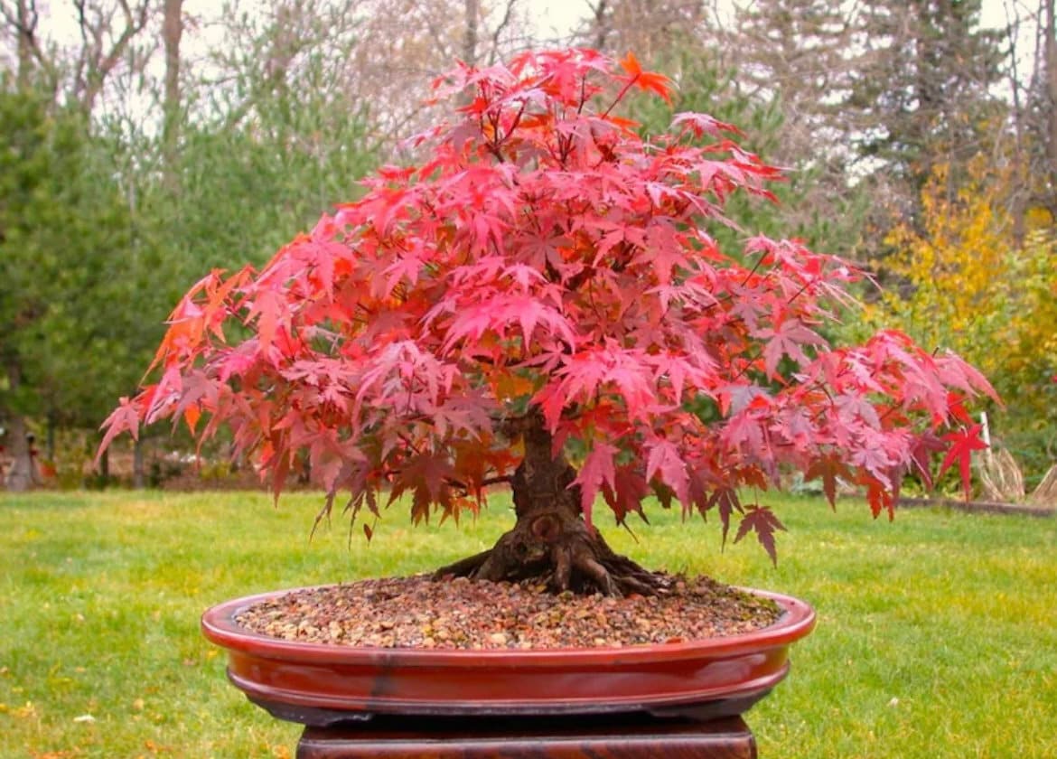 Red Bonsai seeds, fun and easy to grow, fast growing, an amazing gift, grow your own mini tree, organic, fast shipping,