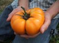XXL Yellow Tomatoes, seeds, BIG, can become 2lb / 1 kilo! fantastic gift for vegan friends & family, organic, record breaking, fast shipping