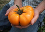 XXL Yellow Tomatoes, seeds, BIG, can become 2lb / 1 kilo! fantastic gift for vegan friends & family, organic, record breaking, fast shipping