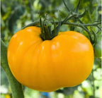 XXL Yellow Tomatoes, seeds, BIG, can become 2lb / 1 kilo! fantastic gift for vegan friends & family, organic, record breaking, fast shipping