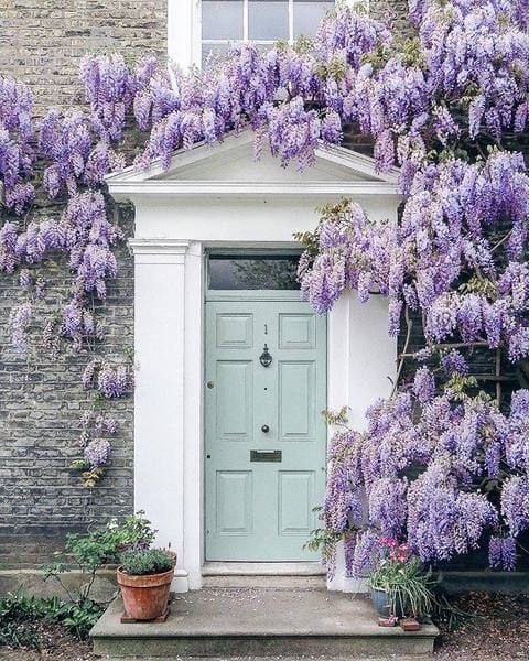 Blue Rain Wisteria Tree Seeds, Easy to Grow, Frost Hardy Perennial, with Simple Instructions