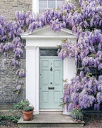 Blue Rain Wisteria Tree Seeds, Easy to Grow, Frost Hardy Perennial, with Simple Instructions