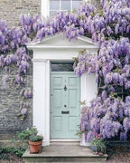 Blue Rain Wisteria seeds best gift for him her home decor teacher gifts graduation outdoor gardening DIY birthday present flowering plants
