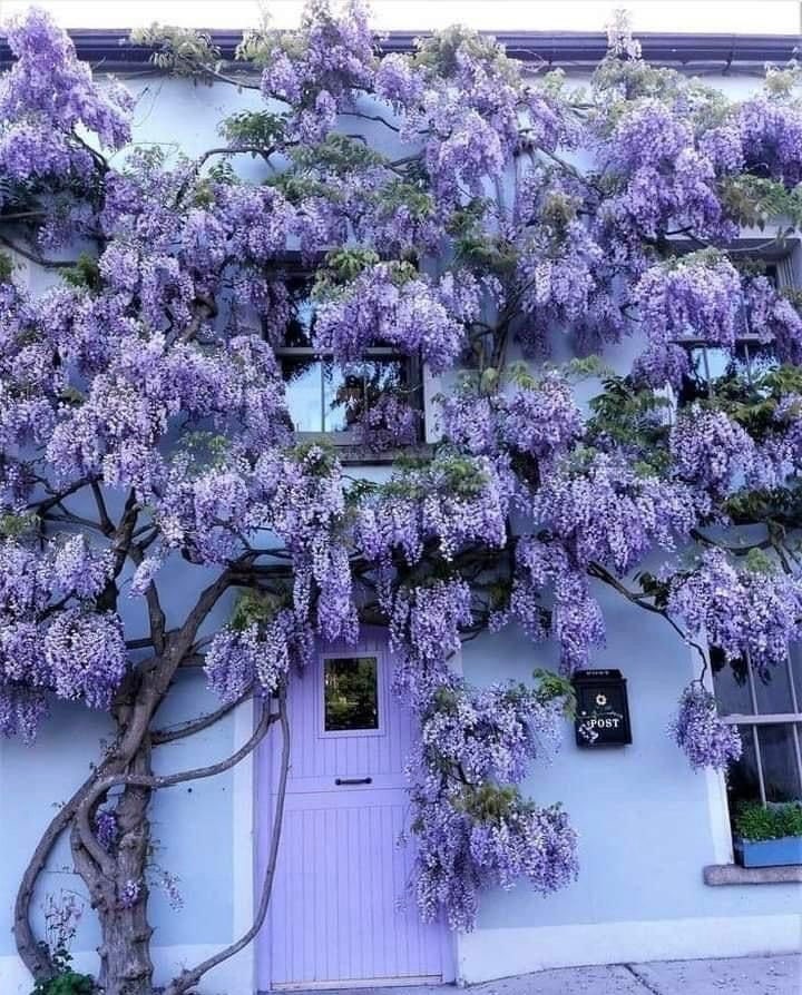 Blue Rain Wisteria Seeds, Cascading Flowering Garden Plants Perennial Frost Hardy, Easy to Grow