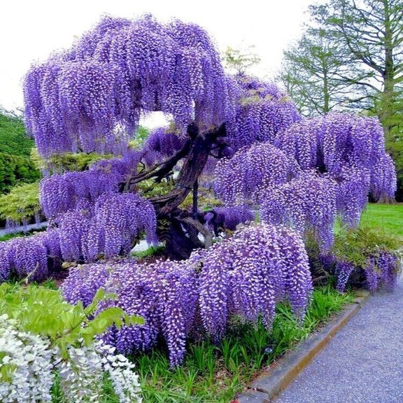 Blue Rain Wisteria Tree seeds best gift for him and her home decor teacher gifts for mom dad gardening DIY birthday present flowering plants