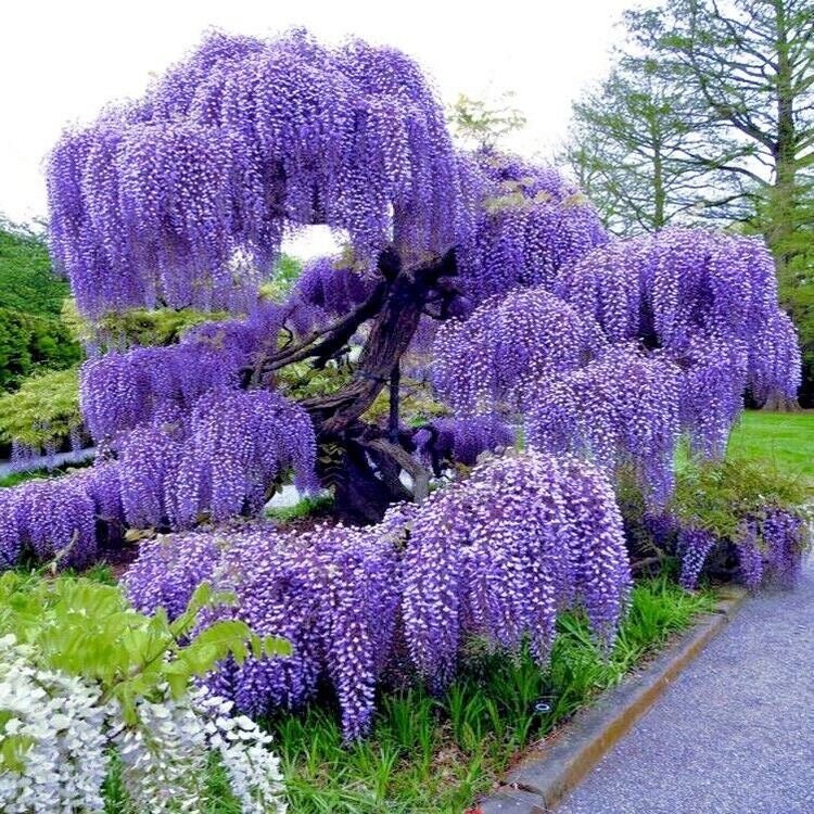 Blue Rain Wisteria Seeds, Cascading Flowering Garden Plants Perennial Frost Hardy, Easy to Grow