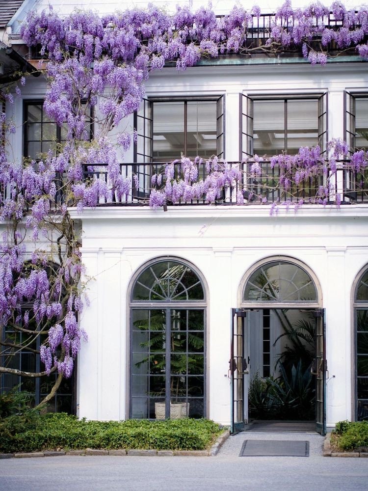 Blue Rain Wisteria Seeds, Cascading Flowering Garden Plants Perennial Frost Hardy, Easy to Grow