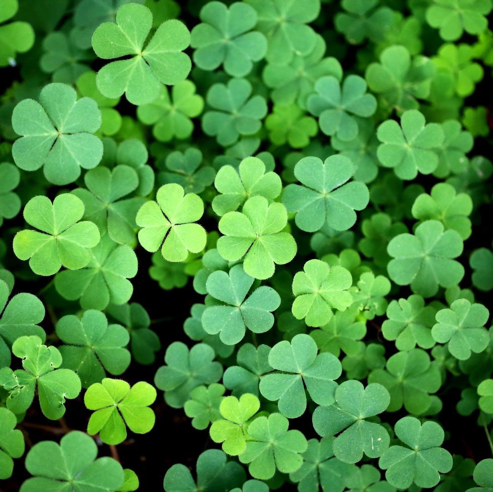 Lucky Irish Clover Seeds: Easy to Grow, Ireland Home Decor Gardening Green House Plants