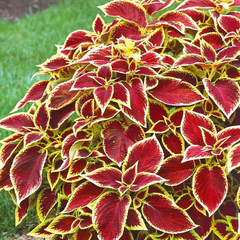Christmas Coleus seeds, Grow your own Christmas decoration, amazing colours, fun and easy to grow, fast shipping, a lovely Christmas gift