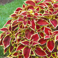 Christmas Coleus seeds, Grow your own Christmas decoration, amazing colours, fun and easy to grow, fast shipping, a lovely Christmas gift