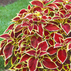 Christmas Coleus seeds, Grow your own Christmas decoration, amazing colours, fun and easy to grow, fast shipping, a lovely Christmas gift
