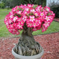 Pink Desert Rose Bonsai Tree seeds, home decor best gift for him her mom dad teacher Flowering house plants DIY organic gardening succulent