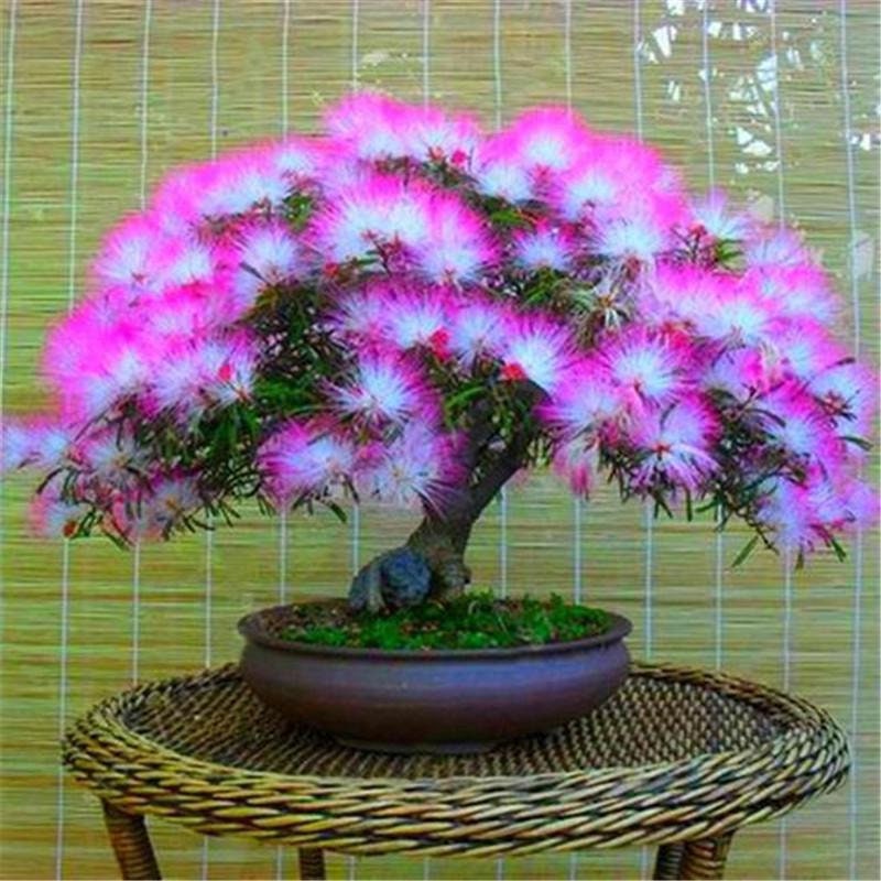 Silk Tree Bonsai seeds, frost hardy perennial, Sleepy Tree, home decor best gift for him her mom dad house plants gardening flowering plants