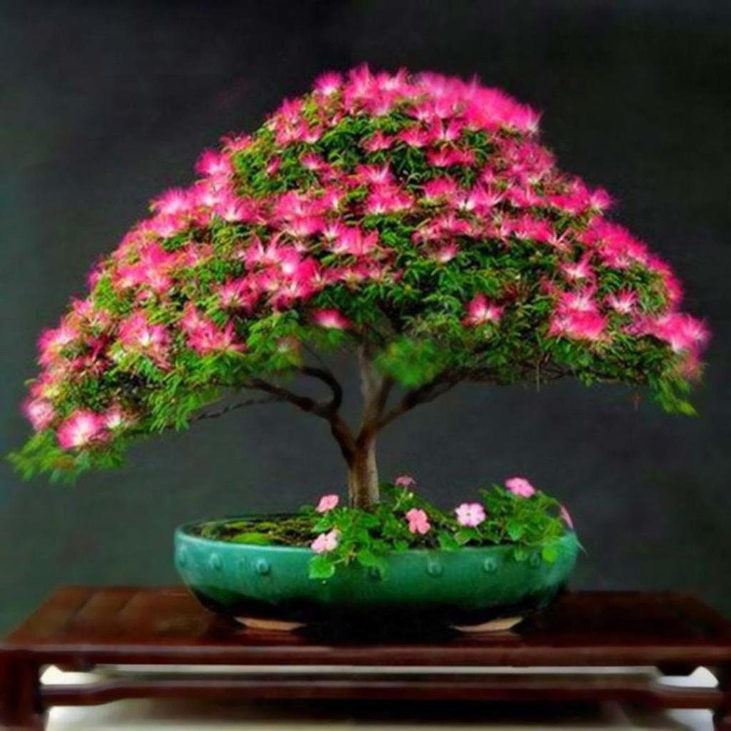 Persian Pink Silk Bonsai Tree Seeds: Sleeping Tree, Frost Hardy, Easy Care, Albizia julibrissin