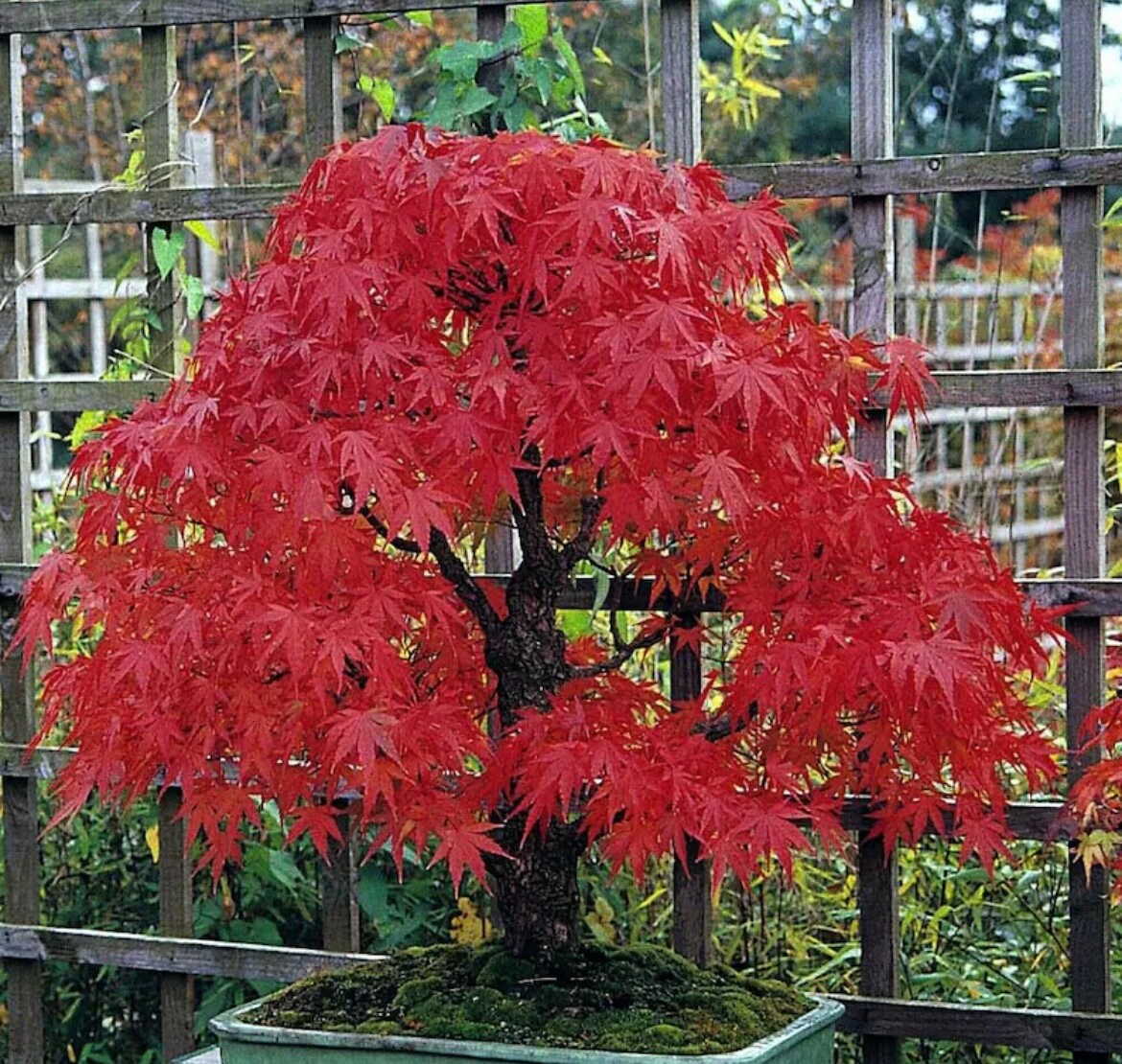 Red Bonsai seeds, fun and easy to grow, fast growing, an amazing gift, grow your own mini tree, organic, fast shipping,