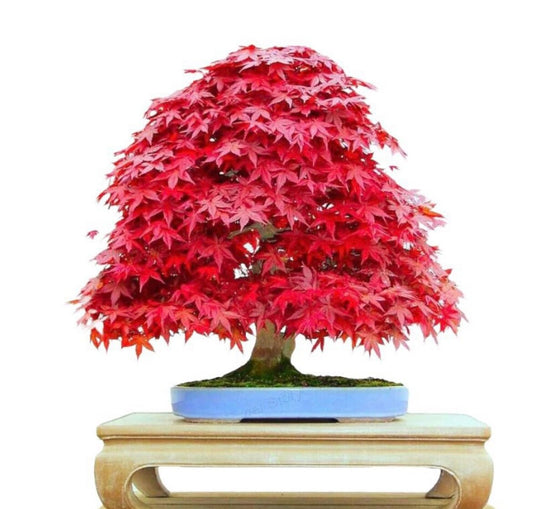 Red Bonsai seeds, fun and easy to grow, fast growing, an amazing gift, grow your own mini tree, organic, fast shipping,