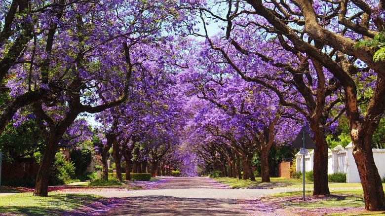 Purple Jacaranda seeds, Purple Tree, amazing purple and blue colours, fun & easy to grow, for indoors and outdoors, organic, Fast Shipping