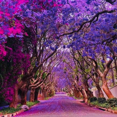 Purple Jacaranda seeds, Purple Tree, amazing purple and blue colours, fun & easy to grow, for indoors and outdoors, organic, Fast Shipping