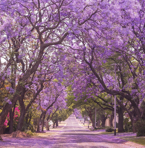 Purple Jacaranda seeds, Purple Tree, amazing purple and blue colours, fun & easy to grow, for indoors and outdoors, organic, Fast Shipping