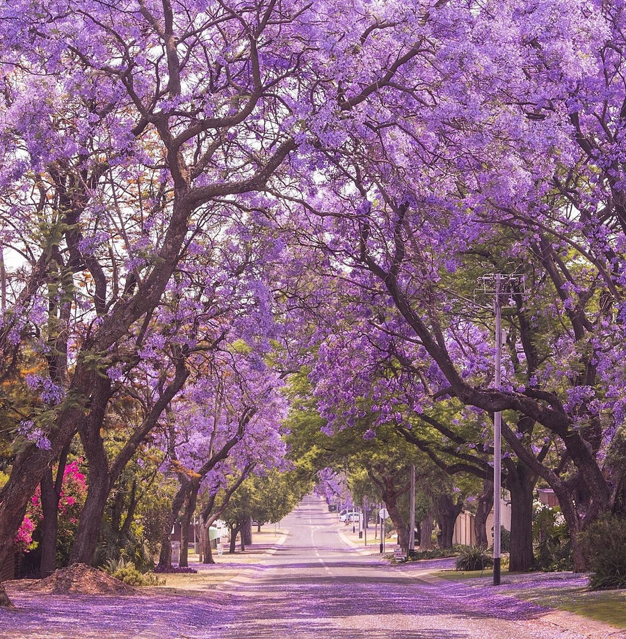 Purple Jacaranda seeds, Purple Tree, amazing purple and blue colours, fun & easy to grow, for indoors and outdoors, organic, Fast Shipping