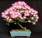 Silk Tree Bonsai seeds, frost hardy perennial, Sleepy Tree, home decor best gift for him her mom dad house plants gardening flowering plants