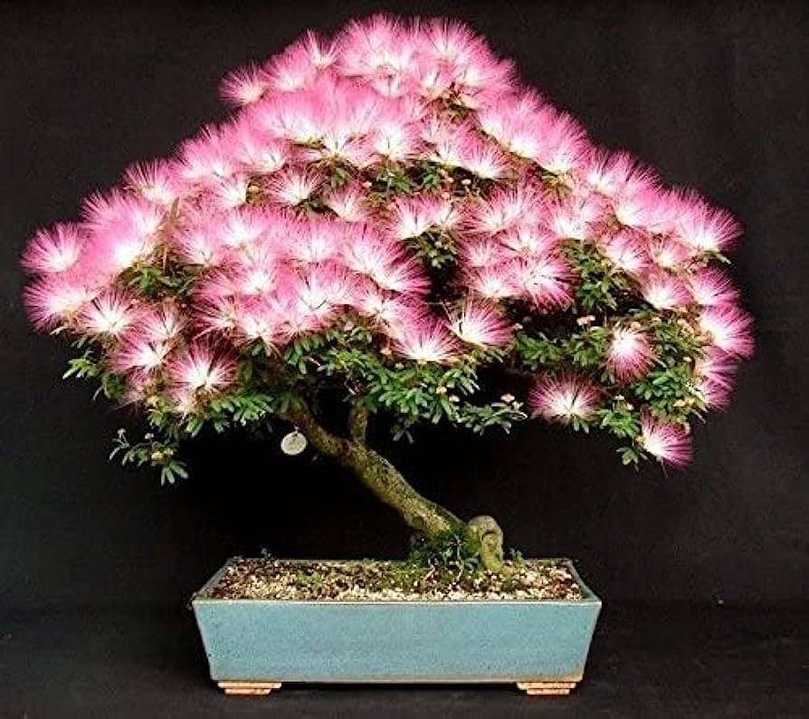 Persian Pink Silk Bonsai Tree Seeds: Sleeping Tree, Frost Hardy, Easy Care, Albizia julibrissin
