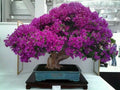 Jacaranda Purple Bonsai Tree seeds, fun and easy to grow, fast growing, an amazing gift, grow your own Flowering mini tree, fast shipping